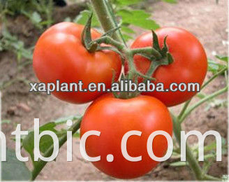 Lebensmittelqualität 100% Tomatenpulver